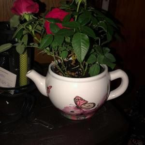 Meet your Posher, Barbara